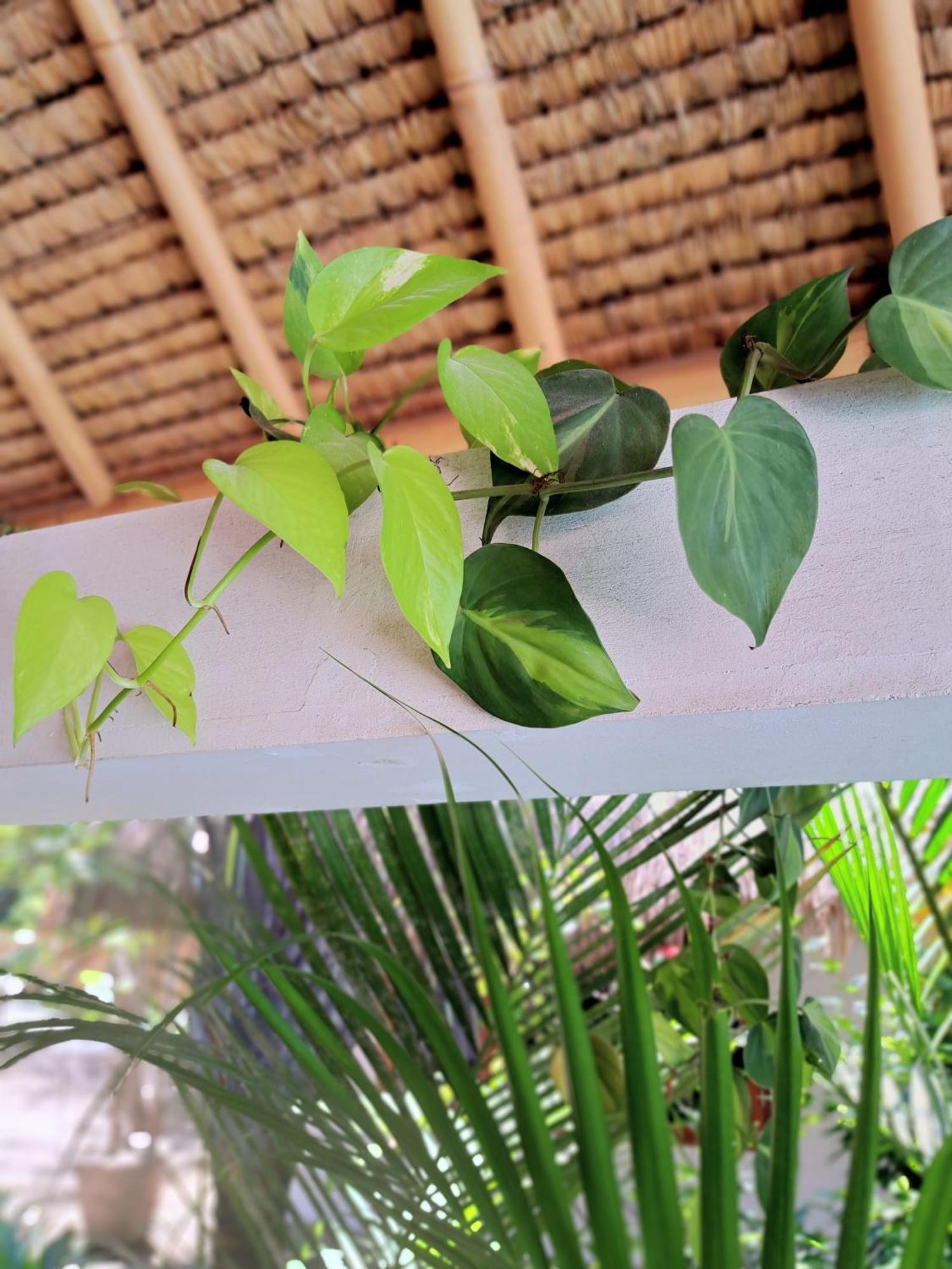 Eden Eco Resort Τζίλι Τραγουανγκάν Εξωτερικό φωτογραφία